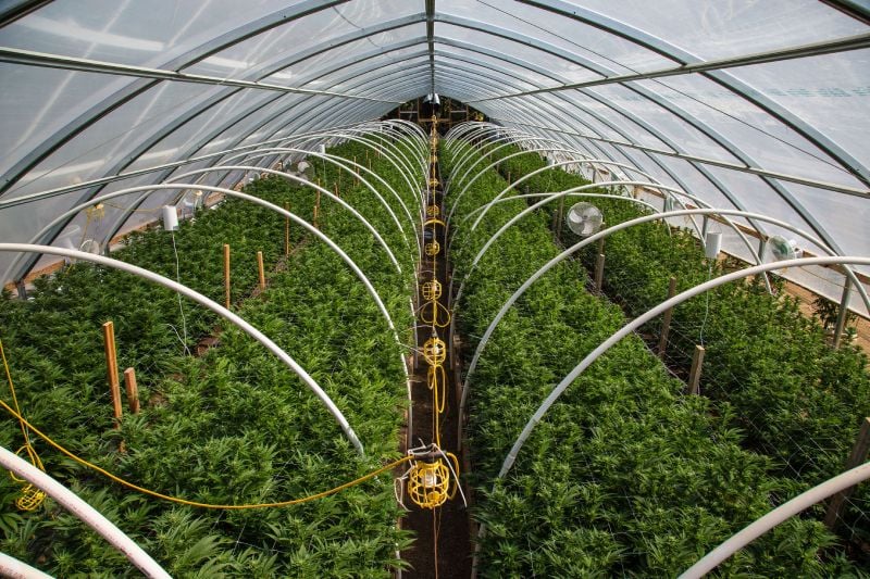The Critical Role of Climate Control in Cannabis Cultivation The Critical Role of Climate Control in Cannabis Cultivation